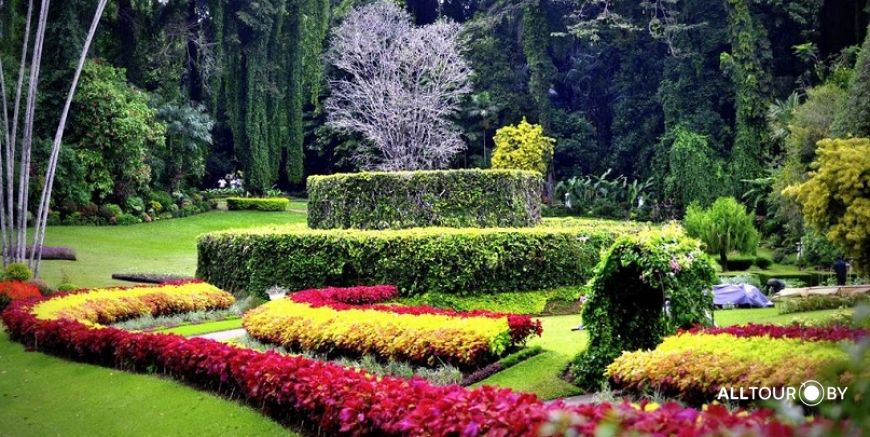 Перадения - королевский ботанический сад Перадения - королевский ботанический сад