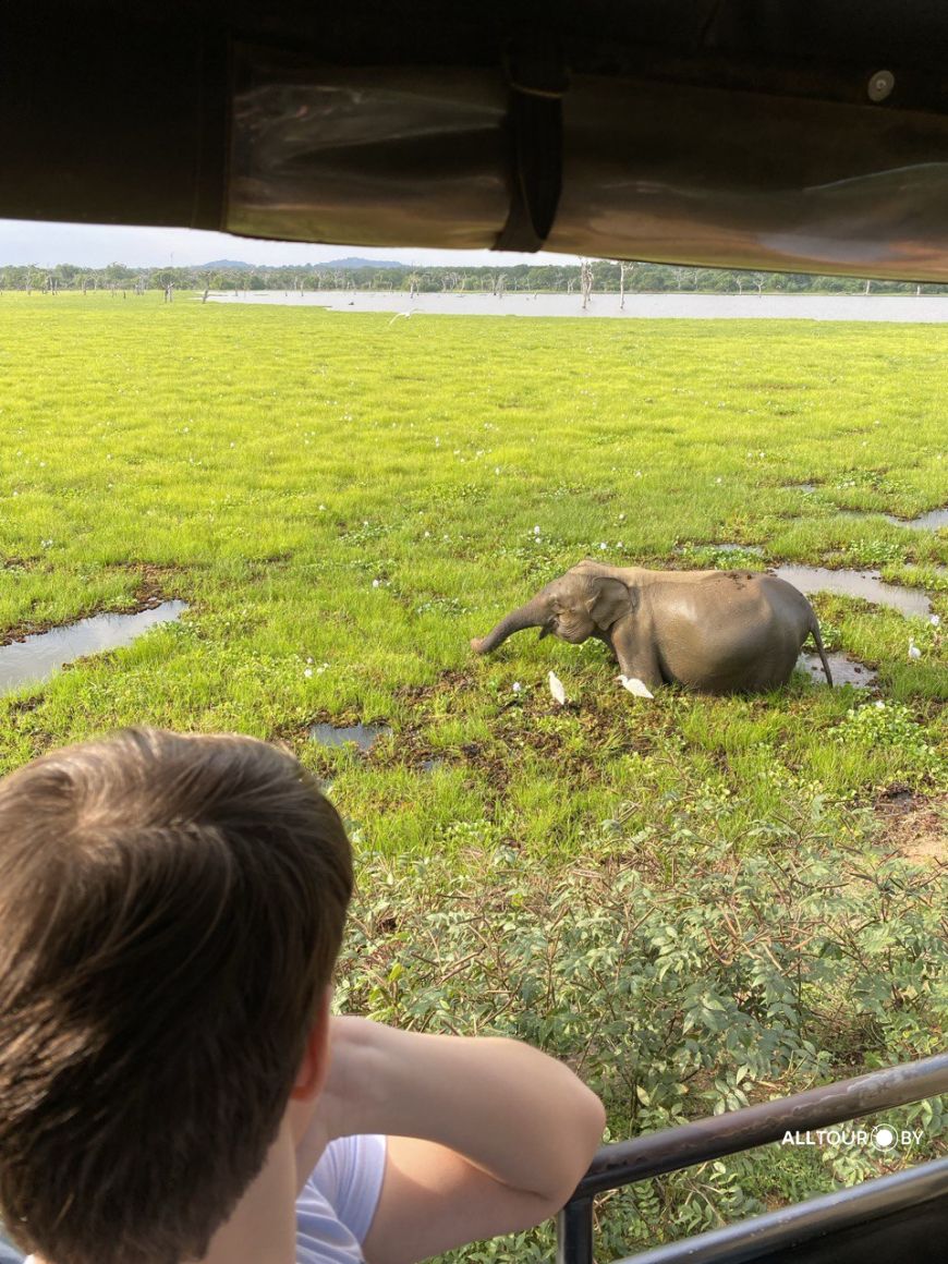 Отдых на Шри -Ланке