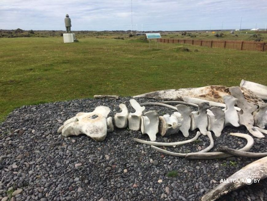 Останки динозавра в Музее рыбака. Фото: Александр Полойко