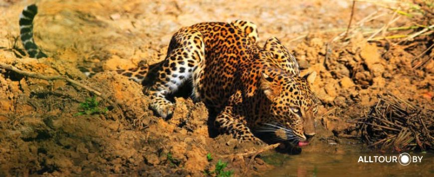 Национальный парк Яла Национальный парк Яла