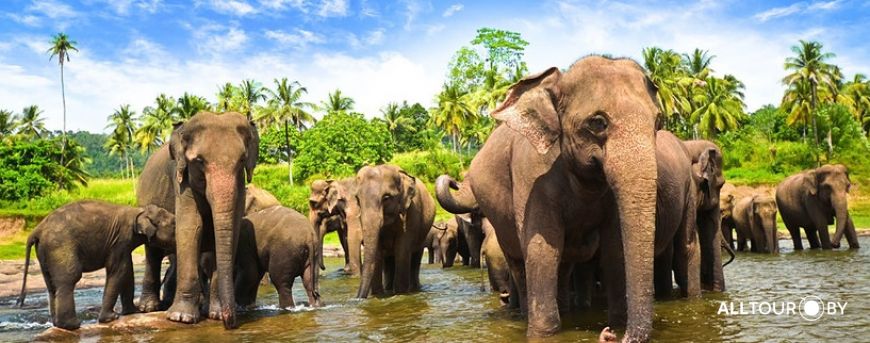 Пиннавела Пиннавела