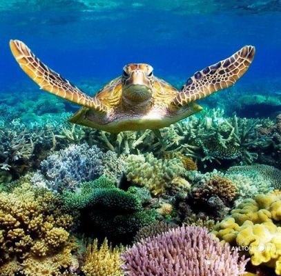 Большой Барьерный Риф Большой Барьерный Риф